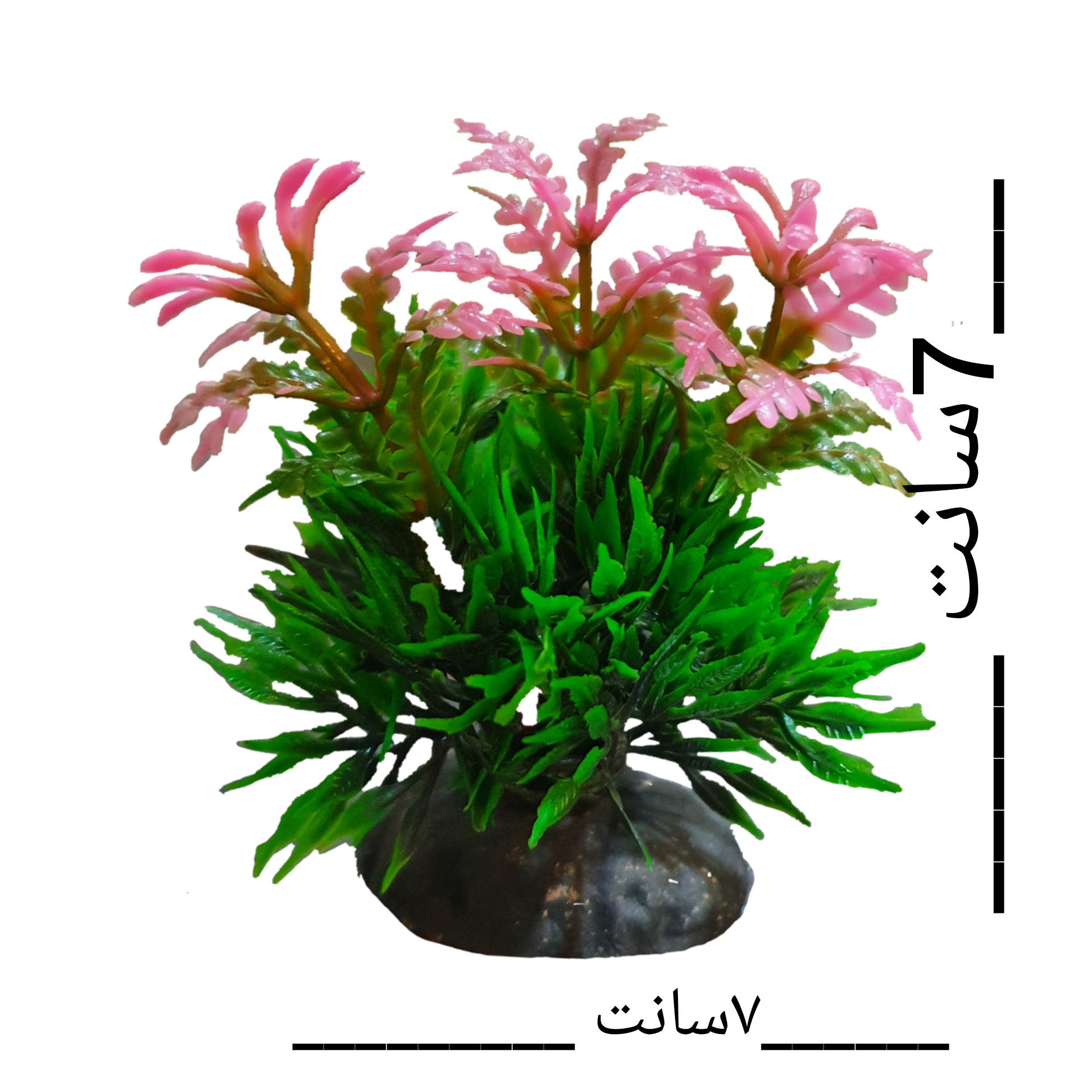 گیاه تزیینی آکواریوم مدل کوتوله گلدار