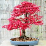 بذر بنسای افرا قرمز ژاپنی سانیا سید مدل S3